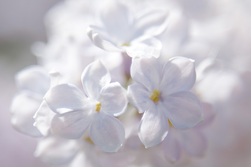 フラワーメソッドとは